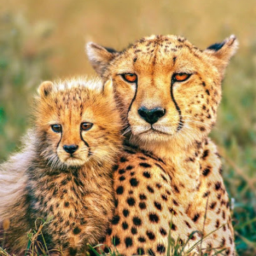 animal_foto